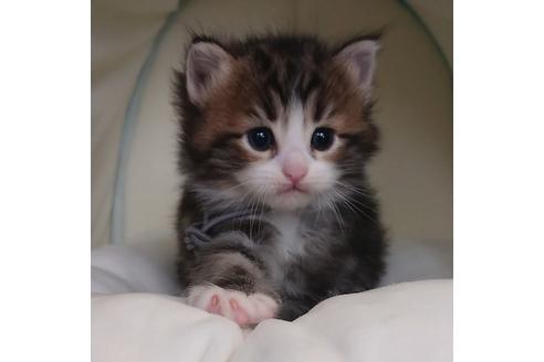 成約済の埼玉県のサイベリアン-14857の2枚目